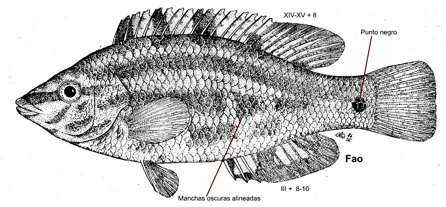 Symphodus roissali_0001.jpg